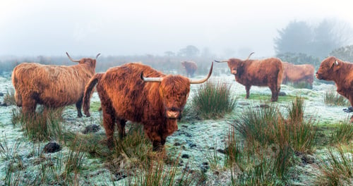 Preview: Highland Cattle