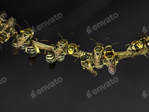 Preview: A group of Lipotriches (sweat bees) resting on a tree branch