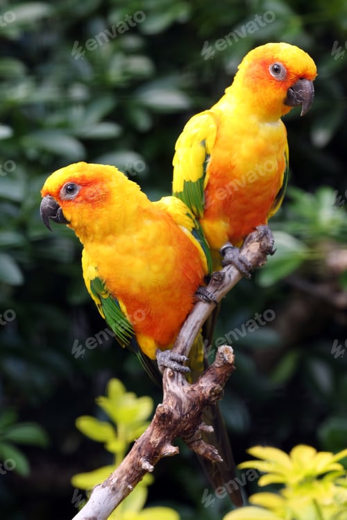 Preview: Sun Parakeet close up view