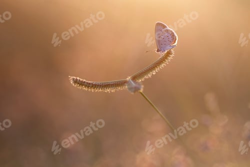 Preview: butterfly
