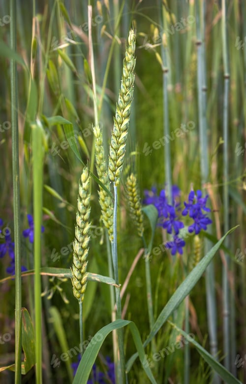 Preview: spike green and delphinium blue, field consolida is an annual herbaceous plant, a weed that grows