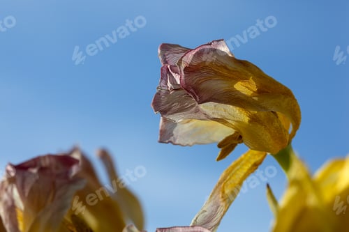Preview: fading tulpan flower close-up against blue background