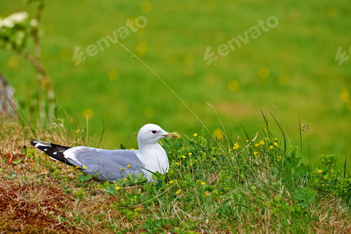 Preview: Seagull resting