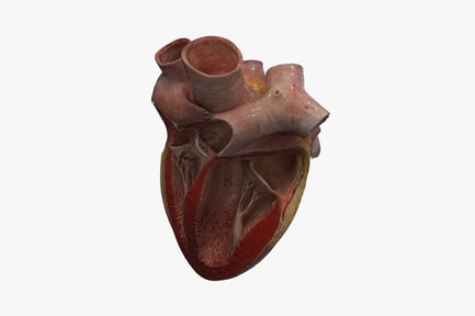 Preview: Lateral view of a human heart model