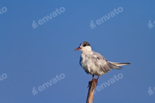Preview: common terns
