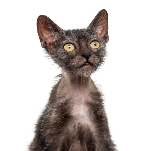 Preview: Kitten Lykoi cat, 3 months old, also called the Werewolf cat against white background