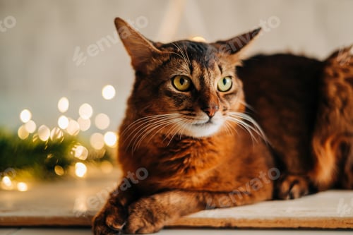 Preview: A red fluffy cute cat sitting on the table with Christmas garland lights decorations. New year eve