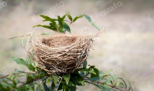 Preview: Empty bird nest on the tree with nature background, Bird nest in nature