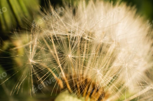 Preview: Closeup shot of a dandelion under the sunlight in the garden