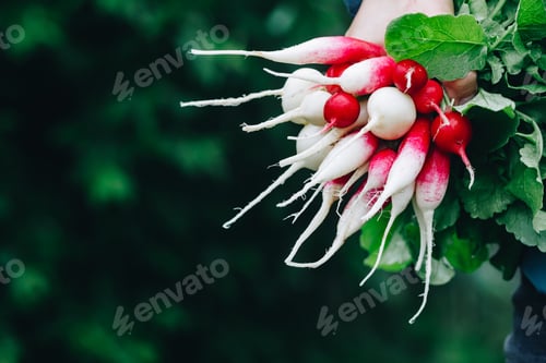 Preview: Fresh radish. Farmers hands holding harvested organic bunch of radishes.