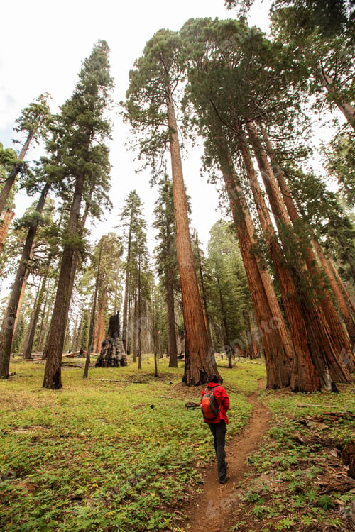 Preview: Man In Sequoia National Park In California, Usa