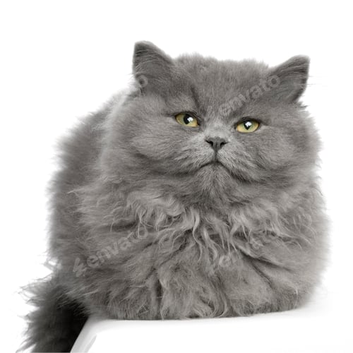 Fluffy Grey Cat Resting on White Background