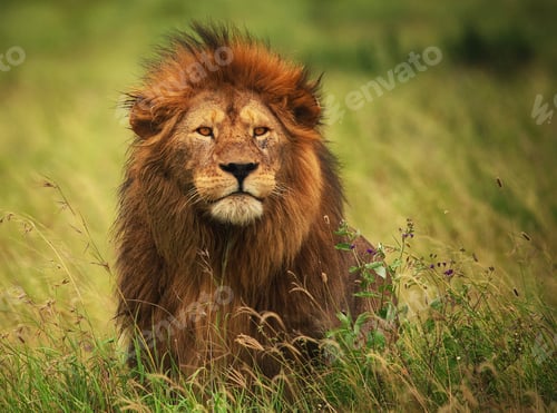 Preview: A Beautiful and Breathtaking wildlife in the World