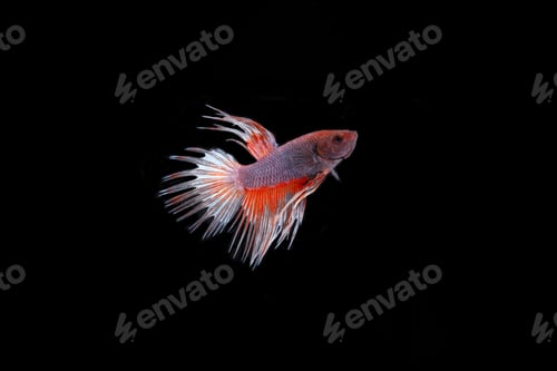 Preview: Crown Tail Betta Fish