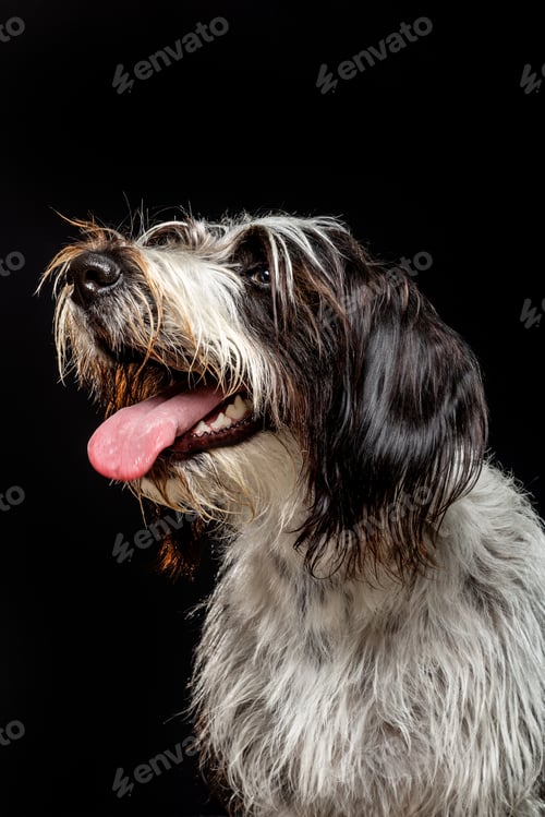 Preview: Playful dog with long ears poses beautifully against a dark background