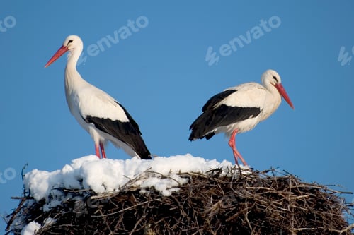 Preview: White Stork in nest, Guadarrama National Park, Spain