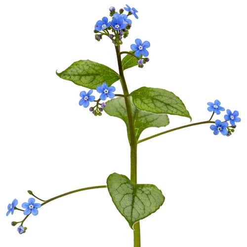 Preview: Blue flower of brunnera, forget-me-not, myosotis, isolated on a white background