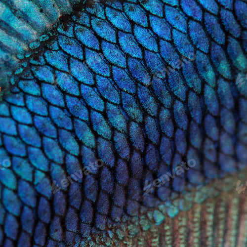 Preview: Close-up on a fish skin - blue Siamese fighting fish - Betta Splendens