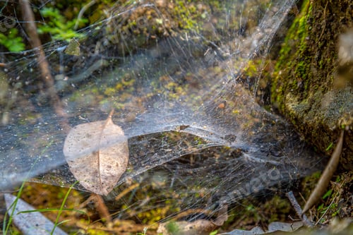 Preview: Cobweb precious in the temples of Copan Ruinas. Honduras