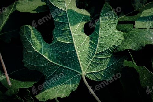 Preview: closeup of fig leaves - texture