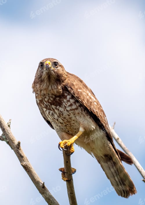 Preview: Vertical shot of a red shouldered hawk on a branch