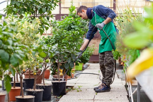 Preview: Man with garden hose watering lemon tree.
