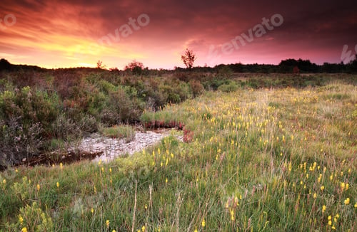 Preview: purple sunrise over moorland with asphodel
