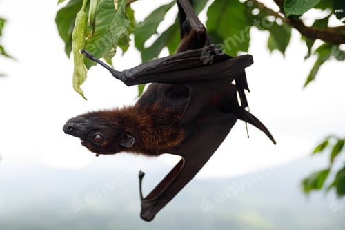 Preview: Cute flying fox hanging on the tree