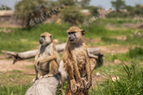 Preview: baboons