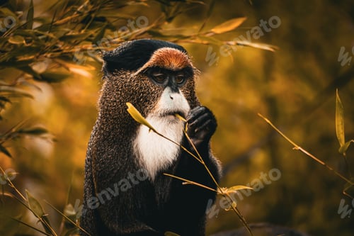 Preview: the monkey has a very large piece of fruit in his mouth
