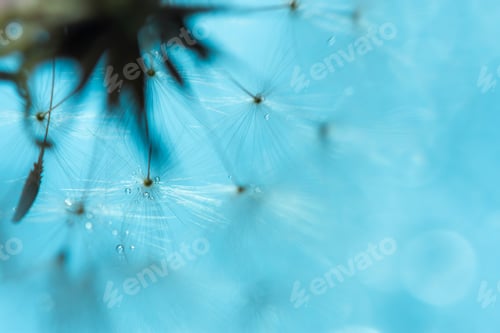Preview: Dandelion macro flower on a blue blurred background. Conceptual summer bright design.