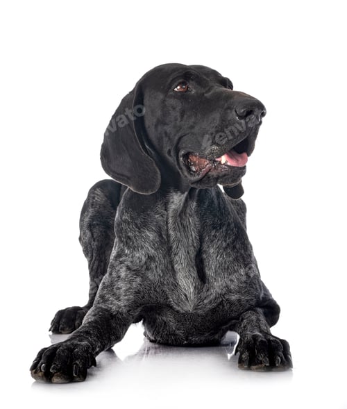 Preview: German Shorthaired Pointer
