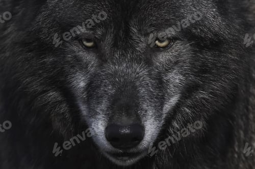 Preview: wolf, eye, head, face, wilderness