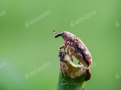 Preview: Weevil, nature background photo