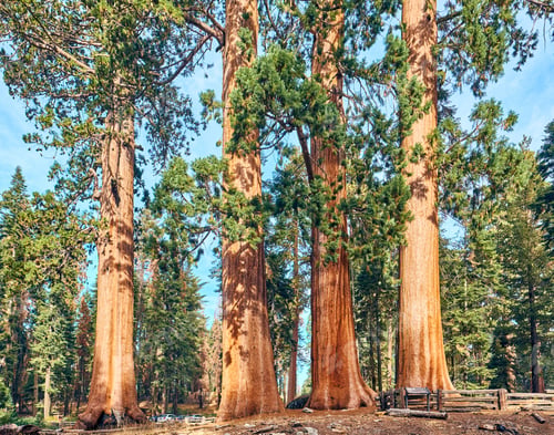 Preview: Sequoia National Park at autumn