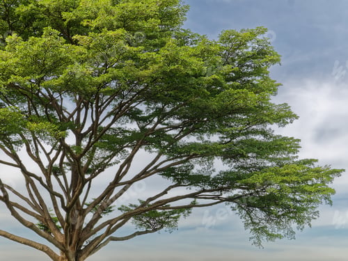 Preview: Large Tree with Branches Against Cloudy Blue Sky