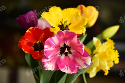 Preview: A beautiful bouquet of multicolored spring tulips