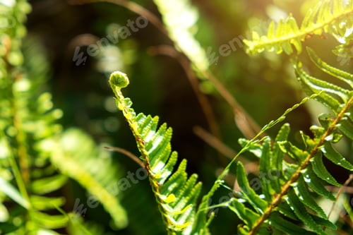 Preview: Close up of melon seedlings and vines, fern