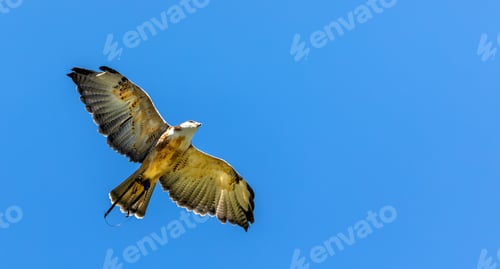 Preview: Falcon falco peregrinus flying on the blue sky view from bottom