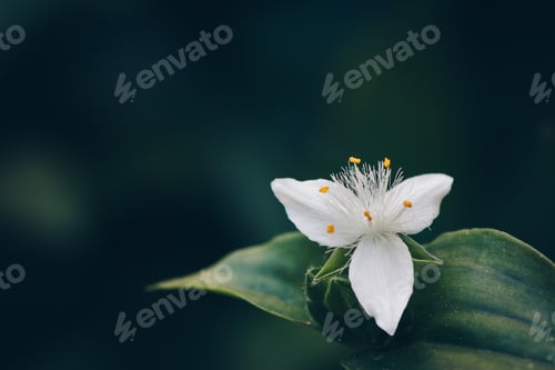 Preview: White tradescantia riverine on a green background