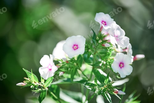 Preview: Phlox paniculata flowers in garden