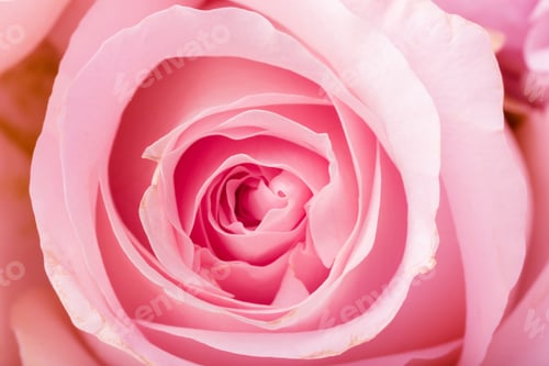 Preview: Close up of garden rose. High quality photo