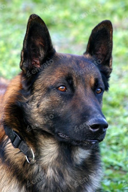 Preview: malinois