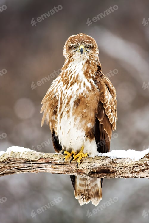Preview: Perched wild common buzzard sitting on a branch covered with snow in winter