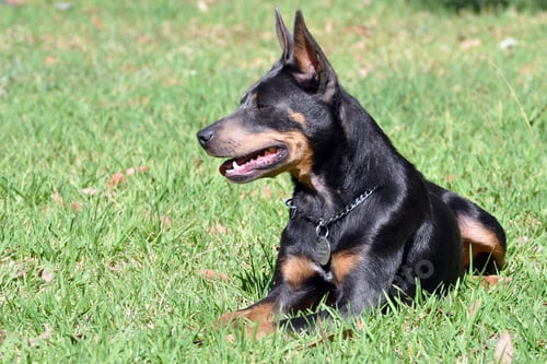 Preview: a closeup of a black Australian Kelpie dog laying on the grass