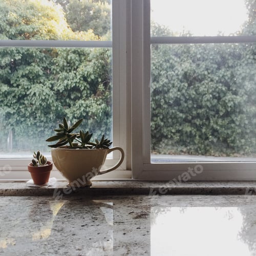 Preview: Small succulents by the light of a kitchen window