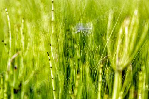 Preview: Dragonfly on green twig in closeup