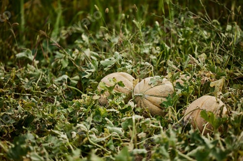 Preview: Three melons grow from the ground in the garden.