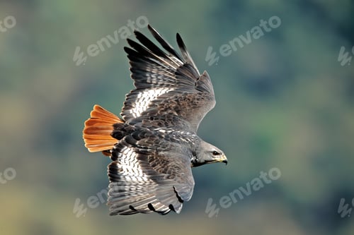 Preview: Jackal buzzard in flight
