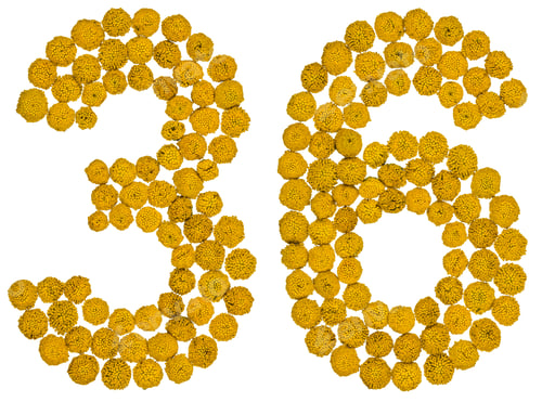 Preview: Arabic numeral 36, thirty six, from yellow flowers of tansy, isolated on white background